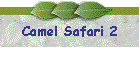 Camel Safari 2