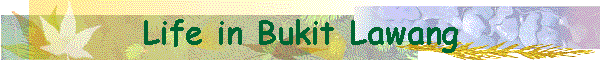 Life in Bukit Lawang